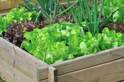 Город на собственном балконе: 15 вкусных идей для домашней грядке